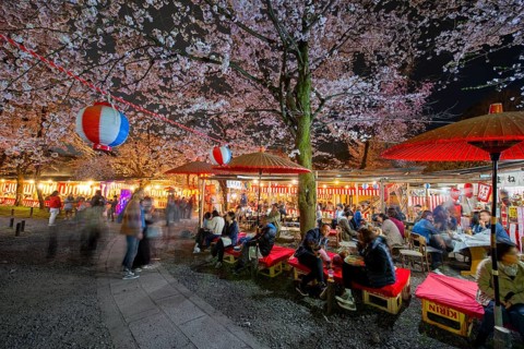 Visitors and food stalls among illuminated blooming cherry trees at Cherry Blossom Festival,