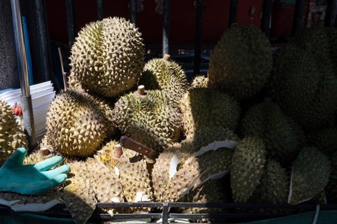 Durian fruit, with its green spiky rind, is a popular nutritious fruit with a distinctive smell