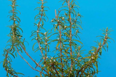 Rosemary (Rosmarinus officinalis), twigs with young, very hairy leaves, in the studio, North