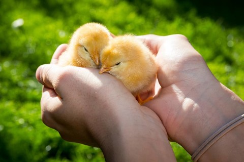 2 yellow chicks of domestic fowl (Gallus gallus domesticus) in the hand