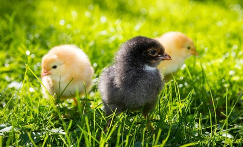 Chicks of domestic fowl (Gallus gallus domesticus) in the meadow