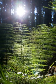 Horsetail (Equisetum) in coniferous forest in sunlight, Dippoldiswalder Heide, Saxony, Germany