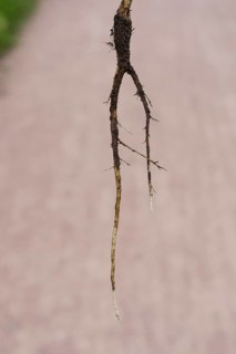 Common evening primrose (Oenothera biennis), taproot