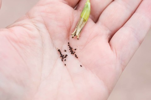 Common evening primrose (Oenothera biennis), seeds on the hand