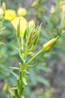 Common evening primrose (Oenothera biennis), inflorescence with buds