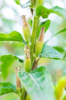 Common evening primrose (Oenothera biennis), inflorescence ripening