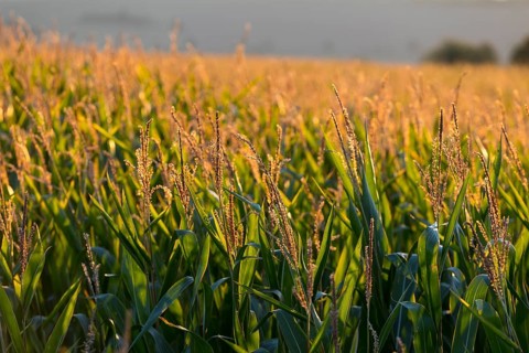 Corn (Zea mays) in the warm morning light on a corn field, Bannewitz, Saxony, Germany