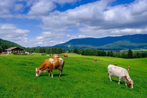 Bauernhof Gschwendt an der Kesselalm bei Inzell, Chiemgau, Upper Bavaria, Bavaria, Germany