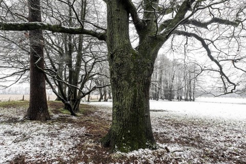 English oak (Quercus robur) and black alder (Alnus glutinosa) in a snow-covered floodplain