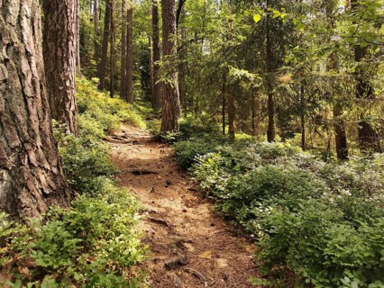 Narrow forest trail in the shade, surrounded by thick vegetation, hiking in the Franconian Forest