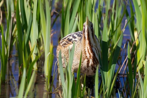 Great or Eurasian bittern (Botaurus stellaris) adult heron bird in a reedbed in spring, RSPB