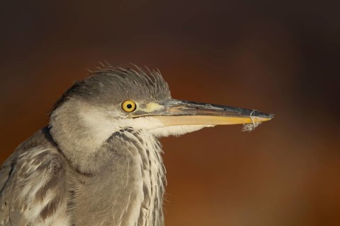 Grey heron (Ardea cinerea) juvenile young bird head portrait, England, United Kingdom