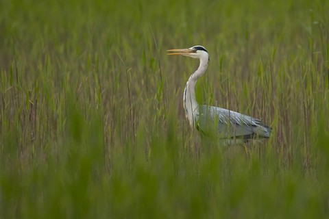 Grey heron (Ardea cinerea) adult bird in a reedbed in spring, RSPB Minsmere nature reserve,