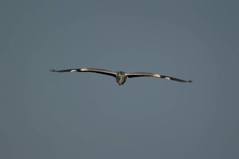 Grey heron (Ardea cinerea) adult bird in flight, England, United Kingdom