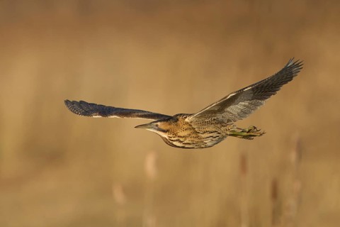 Great or Eurasian bittern (Botaurus stellaris) adult heron bird in flight over a reedbed in winter,