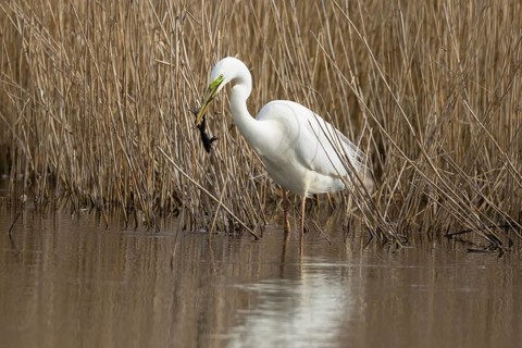 Great white egret (Ardea alba) adult heron bird in water on the edge of a reedbed with a frog for