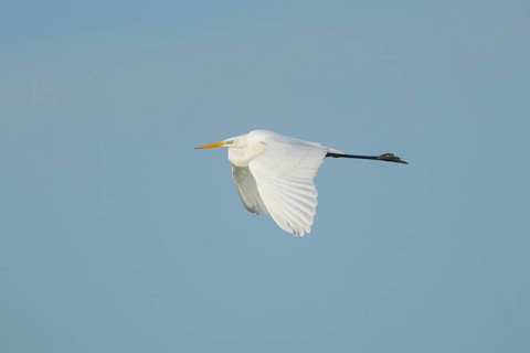 Great white egret (Ardea alba) adult heron bird in flight, England, United Kingdom