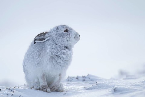Mountain hare (Lepus timidus) adult mammal in winter coat on a snow covered mountain, Scotland,