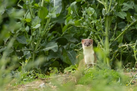Stoat or Eurasian ermine (Mustela erminea) adult mustelid mammal in a farmland crop, England,