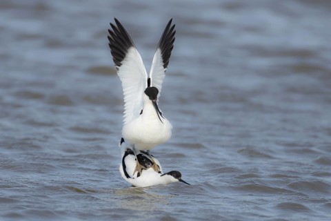 Pied avocet (Recurvirostra avosetta) two adult wading birds in love mating on a lagoon in spring,