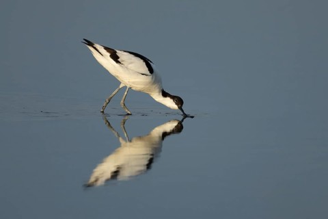 Pied avocet (Recurvirostra avosetta) adult wading bird feeding in a shallow lagoon in summer, RSPB