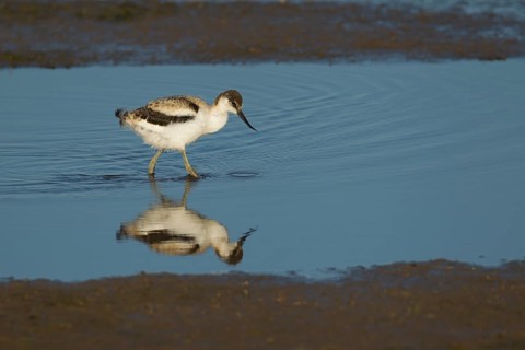 Pied avocet (Recurvirostra avosetta) juvenile baby wading bird in a shallow lagoon in summer, RSPB