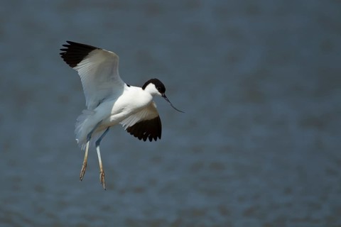 Pied avocet (Recurvirostra avosetta) adult wading bird in flight on approach to land in summer,