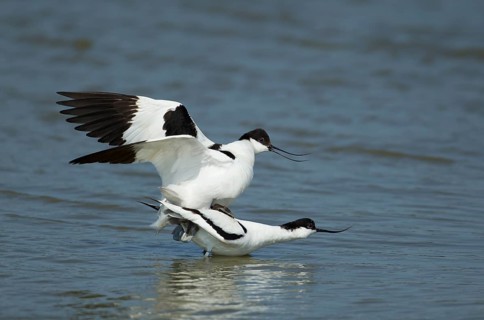 Pied avocet (Recurvirostra avosetta) two adult wading birds in love mating on a lagoon in spring,