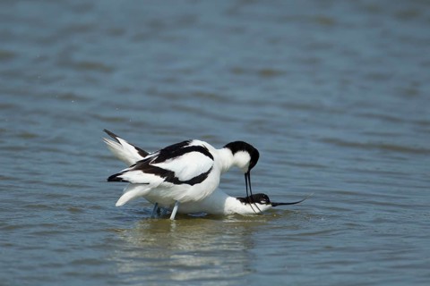 Pied avocet (Recurvirostra avosetta) two adult wading birds in a lagoon with the female bird in