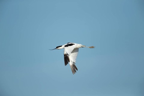 Pied avocet (Recurvirostra avosetta) adult wading bird in flight in summer, RSPB Titchwell nature