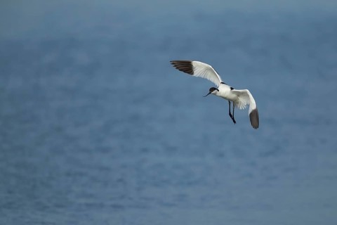 Pied avocet (Recurvirostra avosetta) adult wading bird in flight in spring, RSPB Minsmere nature