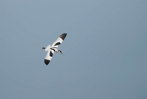 Pied avocet (Recurvirostra avosetta) adult wading bird calling in flight in summer, RSPB Minsmere
