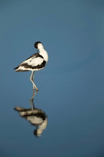 Pied avocet (Recurvirostra avosetta) adult wading bird preening in a shallow lagoon in summer, RSPB