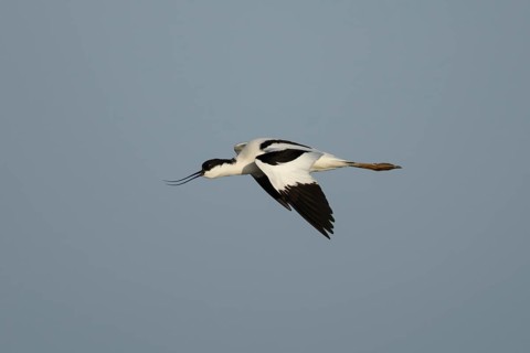 Pied avocet (Recurvirostra avosetta) adult wading bird calling in flight in spring, RSPB Minsmere