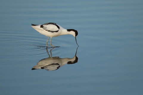 Pied avocet (Recurvirostra avosetta) adult wading bird feeding in a shallow lagoon in summer, RSPB