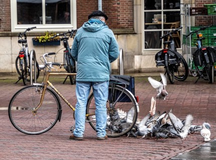 Man feeds pigeons, city pigeons, on the market square of Middelburg, Zeeland, the Netherlands,