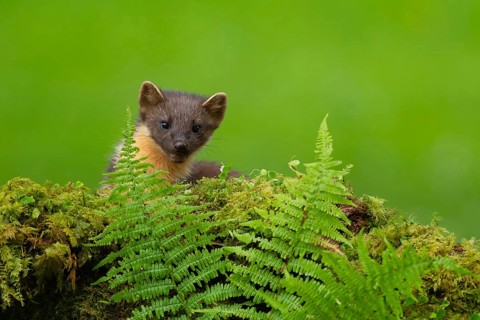 European pine marten (Martes martes) adult mustelid animal on a moss covered stone wall in summer,