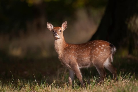 Sika deer (Cervus nippon) juvenile young female doe fawn standing in a woodland clearing in autumn,
