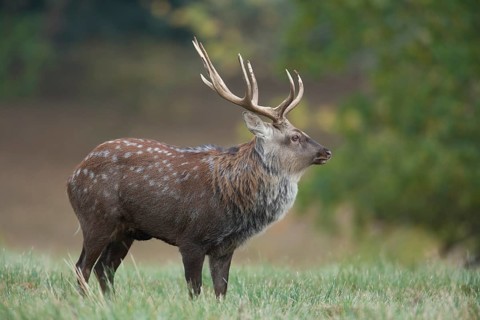Sika deer (Cervus nippon) adult male stag standing in a woodland clearing in autumn, England,