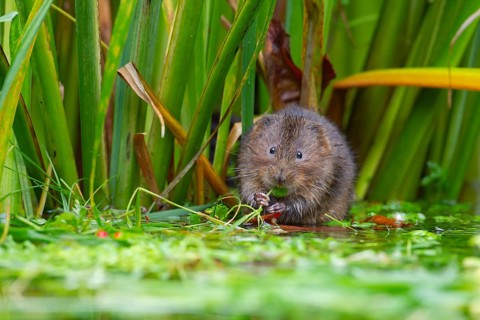 Water vole (Arvicola amphibius) adult rodent animal feeding on plant stems at the edge of a pond,