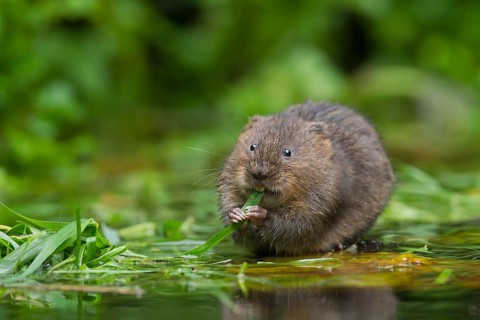 Water vole (Arvicola amphibius) adult rodent animal feeding on reed plant leaves on a pond,