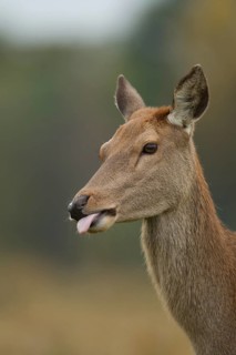 Red deer (Cervus elaphus) adult female hind animal humourously funny sticking its tongue out,