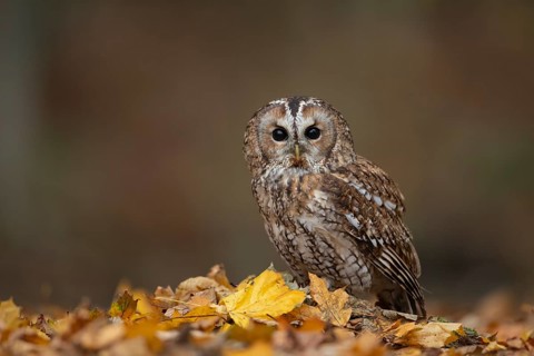 Tawny owl (Strix aluco) adult bird on fallen autumn colour leaves in a woodland, England, United