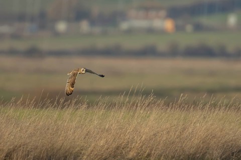 Short-eared owl (Asio flammeus) adult bird hunting in flight over grassland in winter, England,