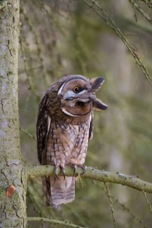 Long eared owl (Asio otus) adult bird on a pine tree branch in a woodland, England, United Kingdom