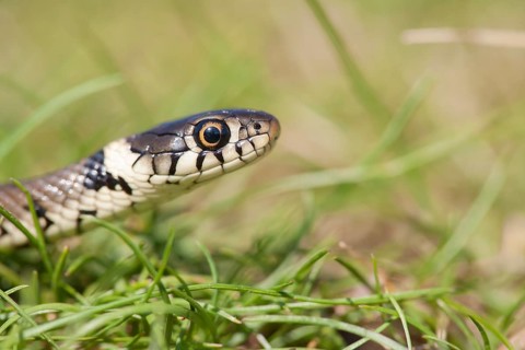 Grass snake (Natrix natrix) adult reptile in grassland, England, United Kingdom