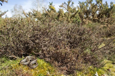 Common european adder or viper snake (Vipera berus) adult reptile basking or warming up by a
