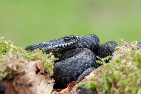 Common european adder or viper snake (Vipera berus) adult black reptile on a moss covered tree
