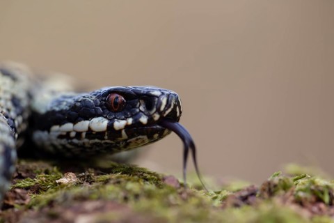 Common european adder or viper snake (Vipera berus) adult reptile on a moss covered tree stump in