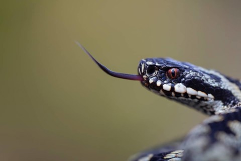 Common european adder or viper snake (Vipera berus) adult reptile flicking or sticking its tongue